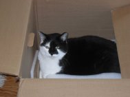 Spot, our Bustopher Jones